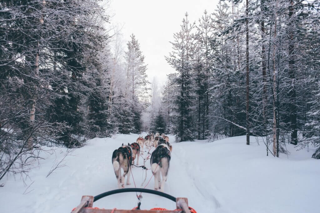 Randonnée en chiens de traîneau dans le nord de la Finlande