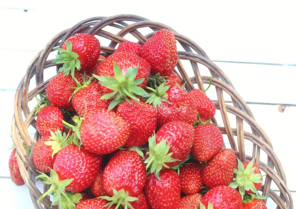 Halland Impressions Culture Fruits et fraises