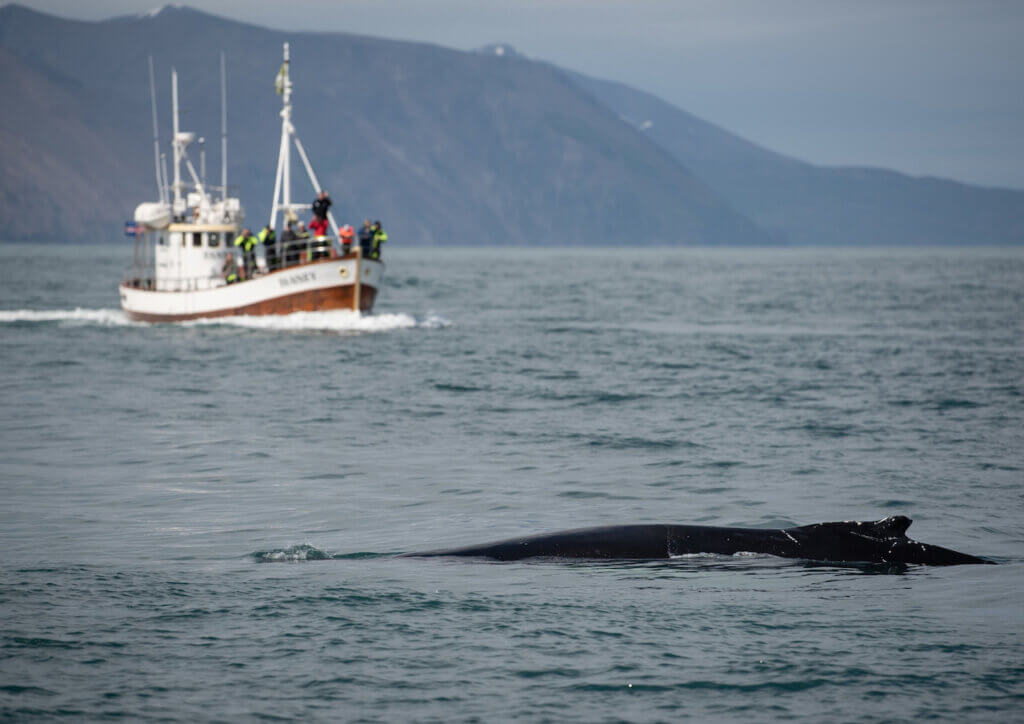 Husavik : Observation des baleines