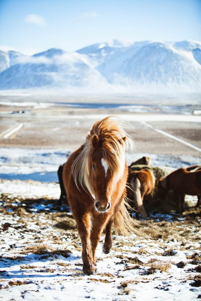 Noms islandais : Noms de chevaux