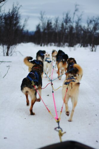 Kiruna activités : randonnées en chiens de traîneau