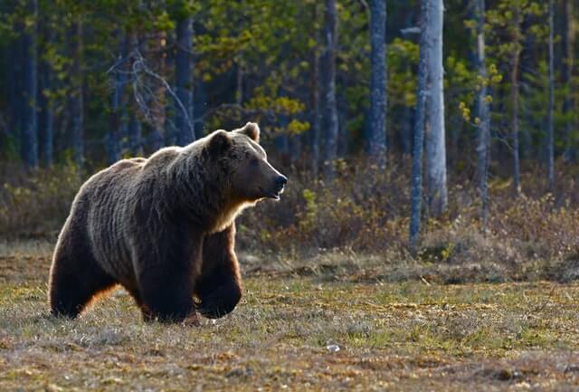 Camping sauvage en Suède : ours et autres animaux sauvages et dangereux