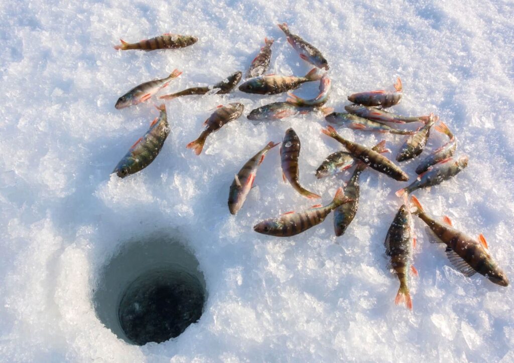 Laponie suédoise Impressions Cuisine Pêche sur glace