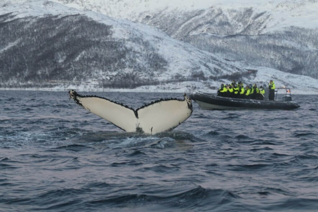 Tromsø : observation des baleines
