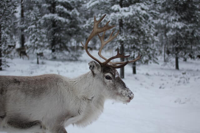 Vacances d'hiver en Suède : un renne en Laponie